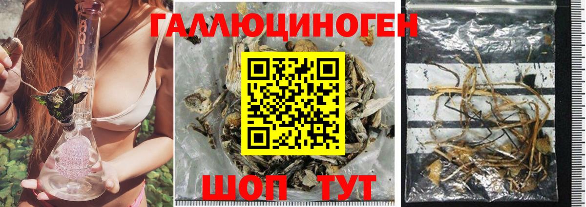 Ростов Великий  Псилоцибиновые грибы Psilocybe  наркотики  Вход с VPN 